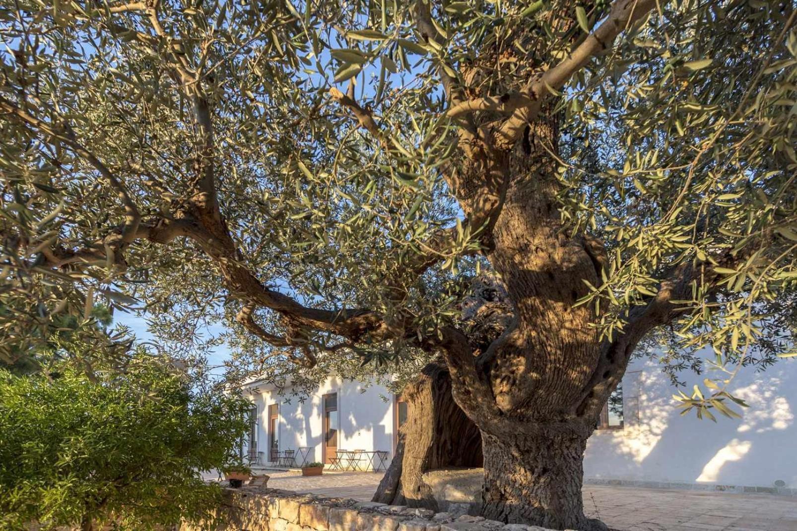 Masseria Fanizzi Конверсано Стая снимка